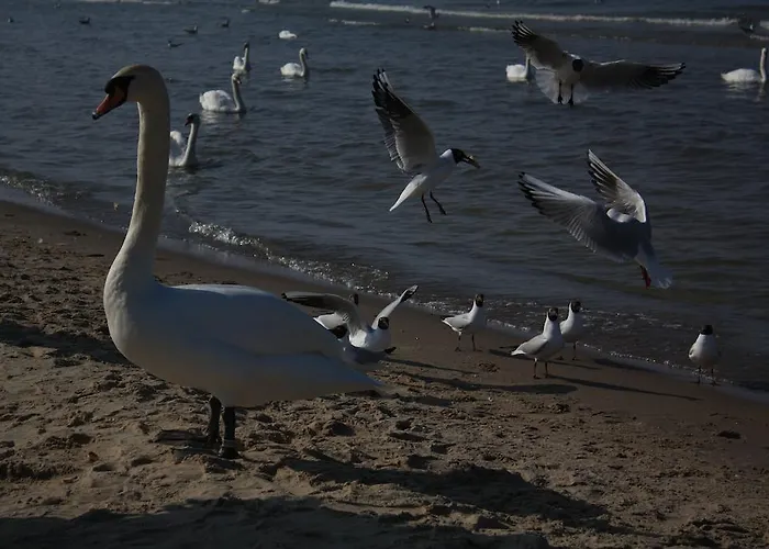 Regina Maris Daire *